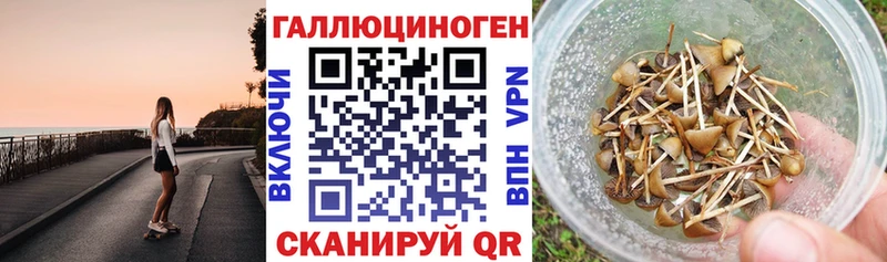 Купить где  Новоржев  Псилоцибиновые грибы MAGIC MUSHROOMS 